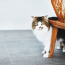 CF3543  Pet-friendly stone Vinyl floor sheet TOLI  (Floor sheet Japan Quality)